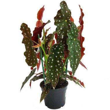 Begônia Maculata