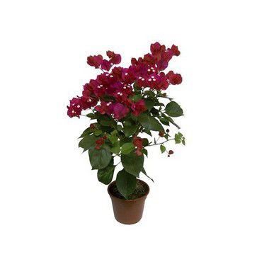Bouganville - Lilás, Branca ou Rosa Pink
