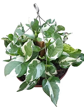 Jiboia Variegata - Cuia