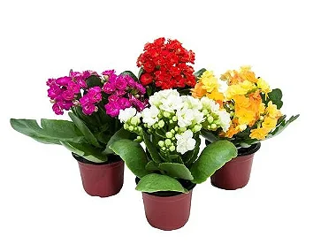 Kalanchoe Pote 11 - Caixa com 10 unidades (Cores Variadas)