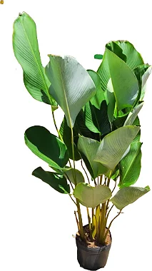 Calathea Lutea