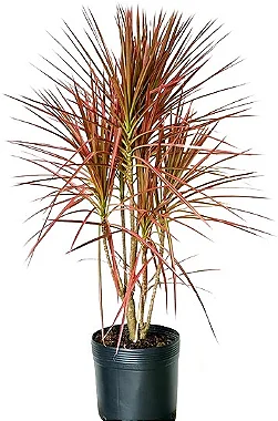 Arranjo de Dracena Tricolor em Vaso de Polietileno