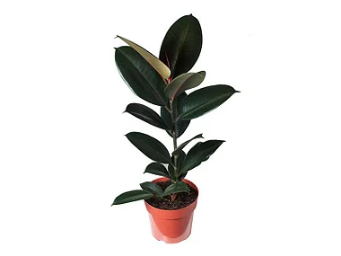 Arranjo de Ficus Elástica Rubra no Vaso de Polietileno