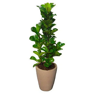 Arranjo de Ficus Lyrata no Vaso de Polietileno