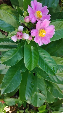 Ora-Pro-Nóbis (Pereskia Grandifolia)