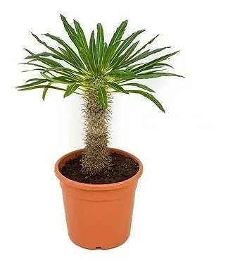 Palmeira de Madagascar - Pote 19