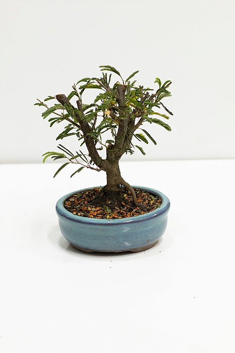 Bonsai Calliandra 02 anos