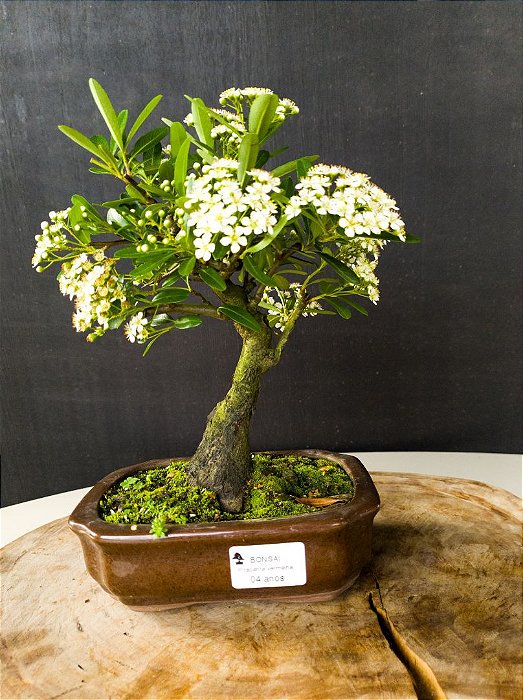 Bonsai de Pyracanta vermelha 04 anos