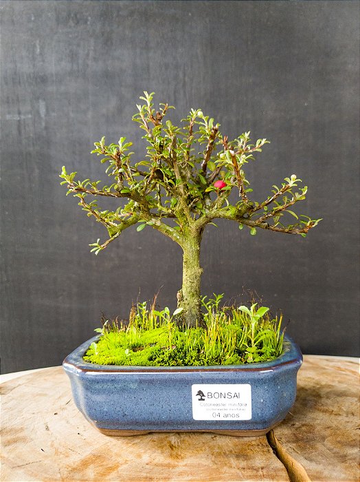 Cotoneaster minifólia 04 anos