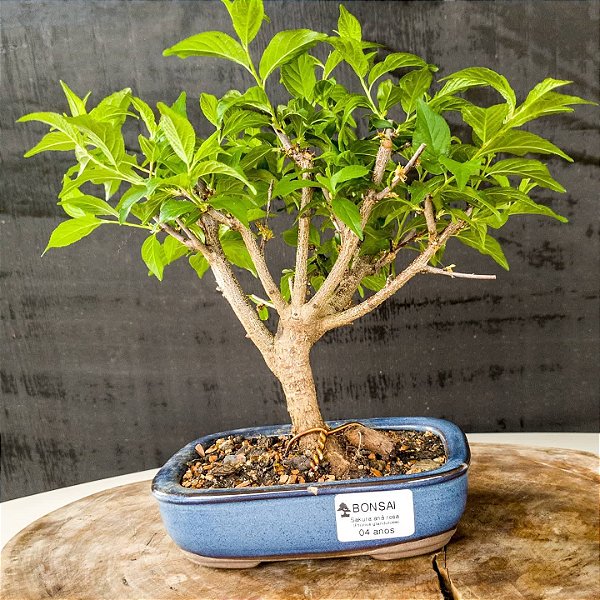 Bonsai Sakura anã Rosa 04 anos