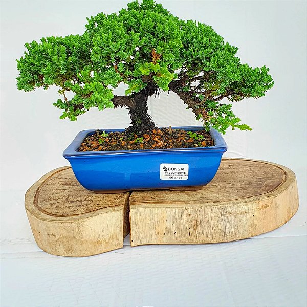 BONSAI JUNÍPERUS PROCUMBENS 06 anos