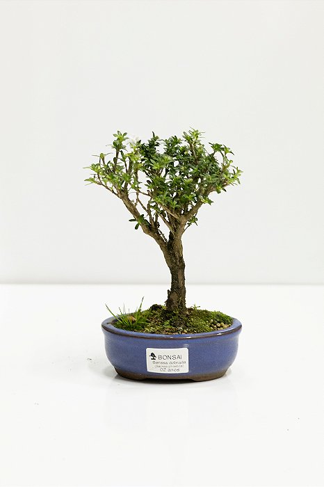Bonsai Serissa Dobrada 02 anos 20cm