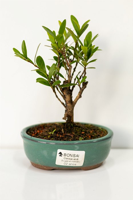 Bonsai Cereja Anã 02 anos