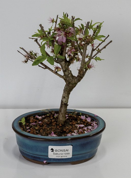 Bonsai Sakura Rosa 02 anos