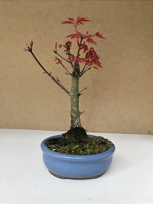 Acer deshojo de 02 anos 23cm