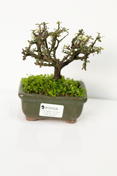 Cotoneaster 02 anos / 16cm