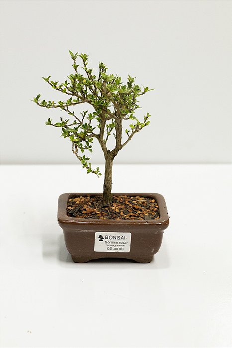 Bonsai Serissa Rosa 02 anos 20cm