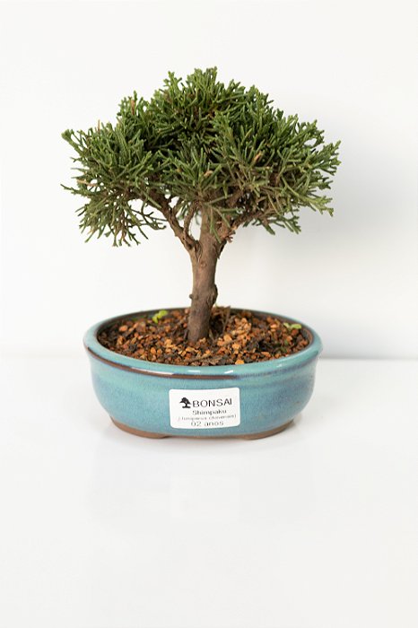 BONSAI DE JUNÍPERO SHIMPAKU 2 ANOS (18 CM)
