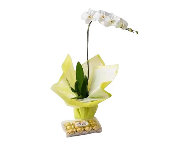 Orquídea Phalaenopsis para Presente