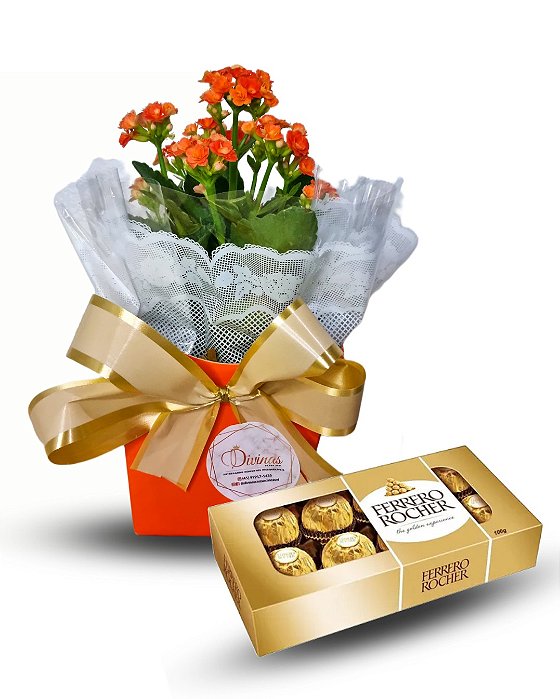 Kalanchoe com Chocolate