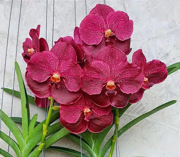 Vanda Mem Ted Carter Burgandy