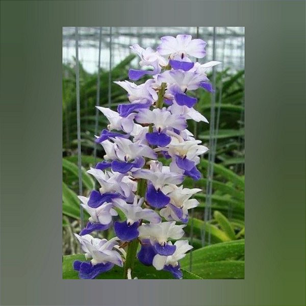 Rhynchostylis Coelestis, Blue (Mini Vanda)