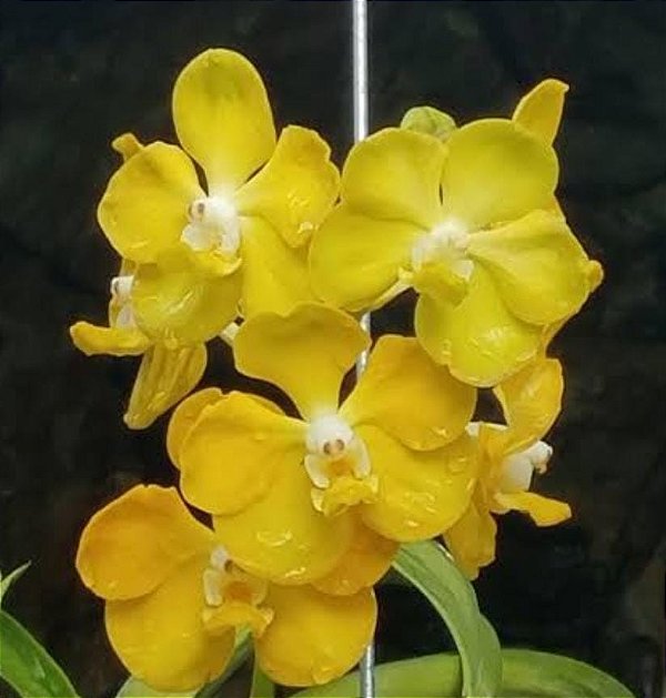 Vanda Mem Thianchai x Denisoniana
