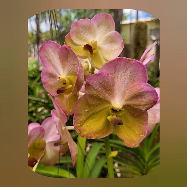 Vanda Yellow Butterfly #539