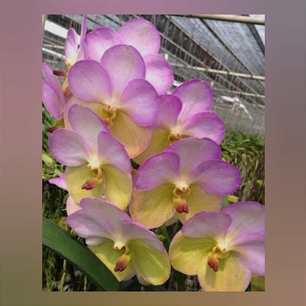 Vanda Yellow Butterfly #539