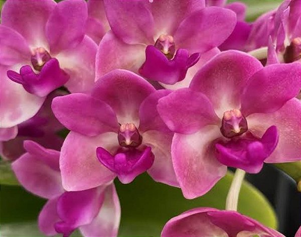 Rhynchostylis Gigantea Shocking Pink (C/Avarias)