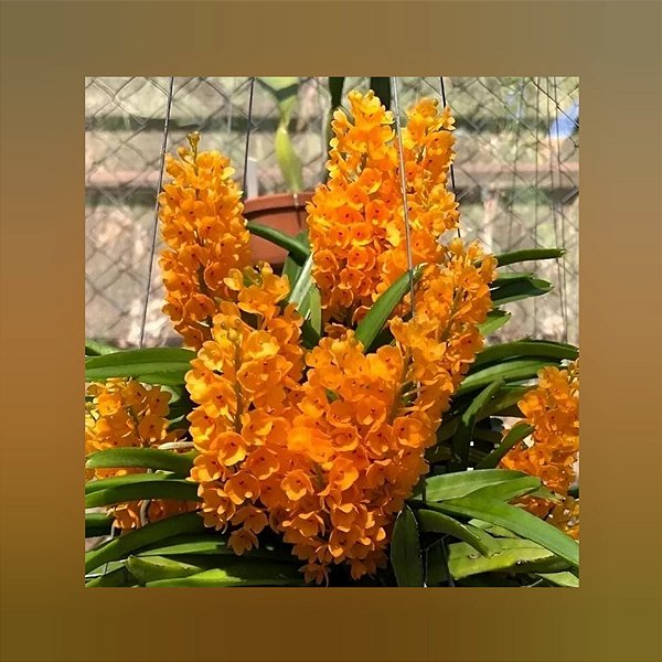 Ascocentrum Miniatum (Mini Vanda)