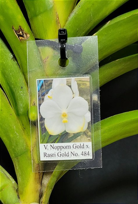 Vanda Nopporn Gold x Rasri Gold Nr 484