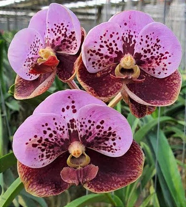 Vanda Thonglor x Khun Ying