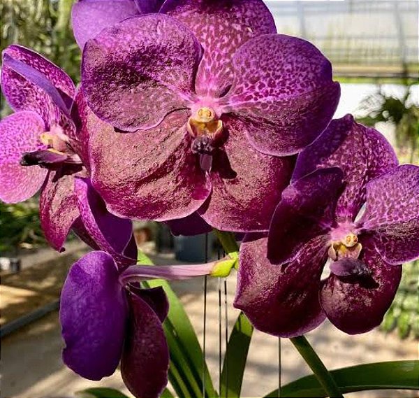 Vanda Gracie´s Heartthorb x Dr Anek