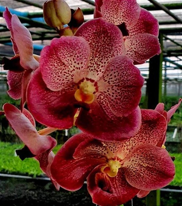 Vanda Kultana Gold x Dr Anek (C/ Avarias)