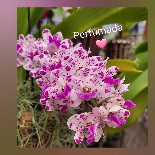 Rhynchostylis Gigantea Spot