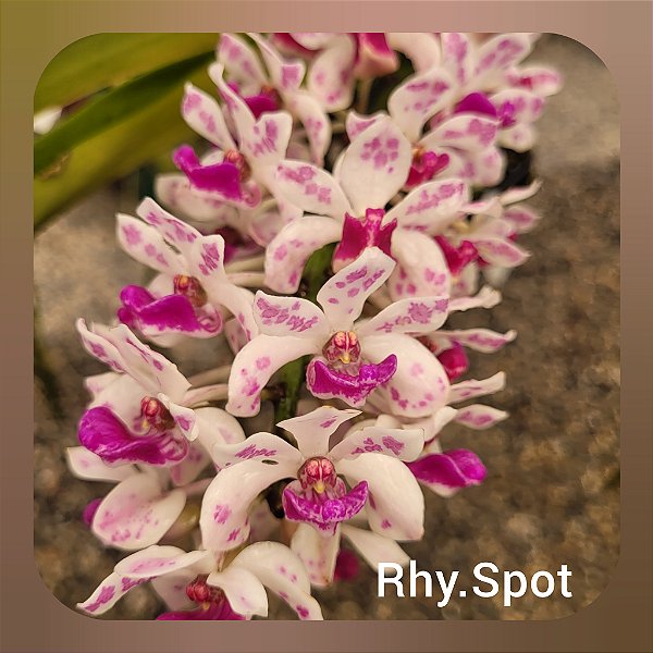 Rhynchostylis Gigantea Spot