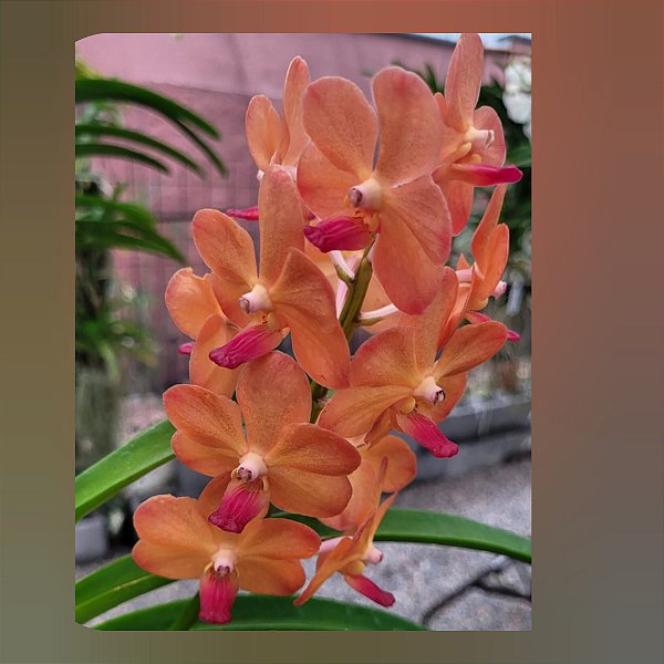 Vanda Fuchs Sunset x Pine Rivers