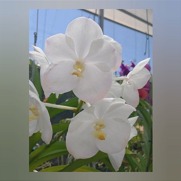 Vanda Nopporn White Diamond, Yellow Lip