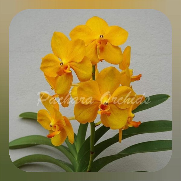 Vanda Fuchs Gold x Mem.Thianchai Golden Harvest Fragrance