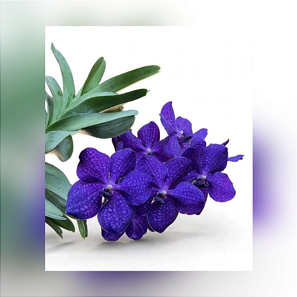 Vanda Pachara Delight