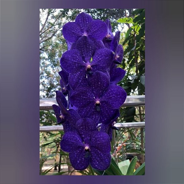 Vanda Pachara Delight