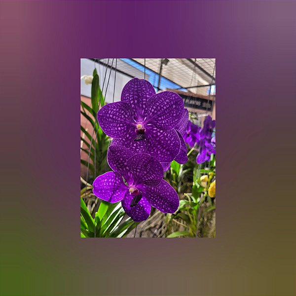 Vanda Pachara Delight C/Haste