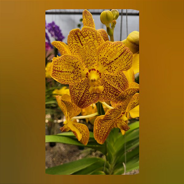 Vanda Chao Praya Sapphire x Suksamran Spot