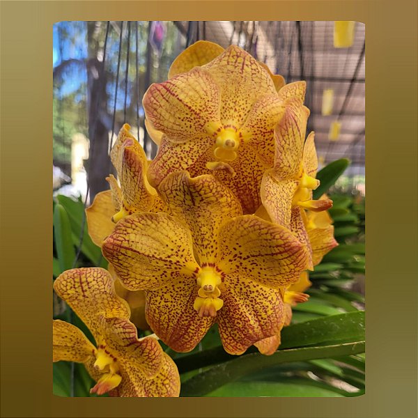 Vanda Chao Praya Sapphire x Suksamran Spot