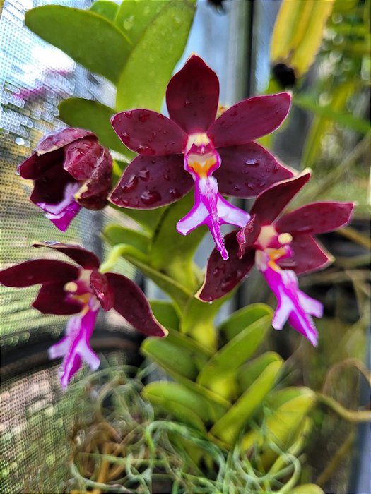 Trichoglottis Atroperpurea