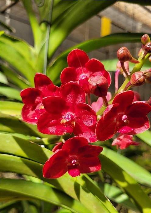 Vanda Roll All Red (C/PEQUENAS AVARIAS)