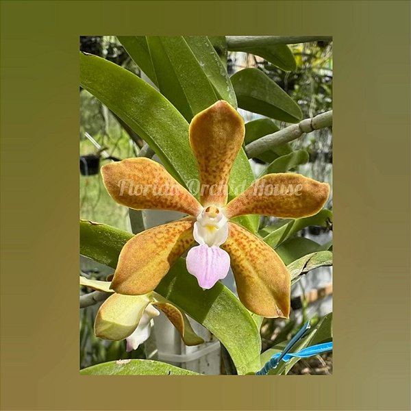 Vanda Tessellata x Trichoglottis Brachiata