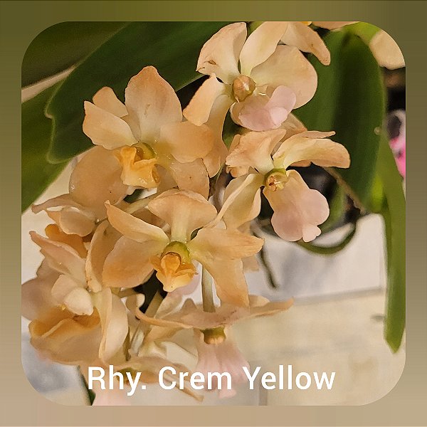 Rhynchostylis Gigantea Cream Yellow