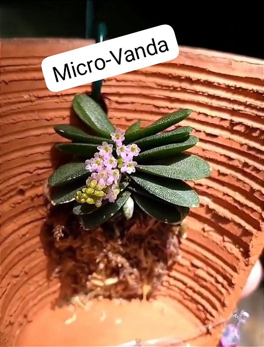Schoenorchis Fragrans (Micro)